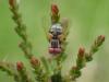 Phasia obesa